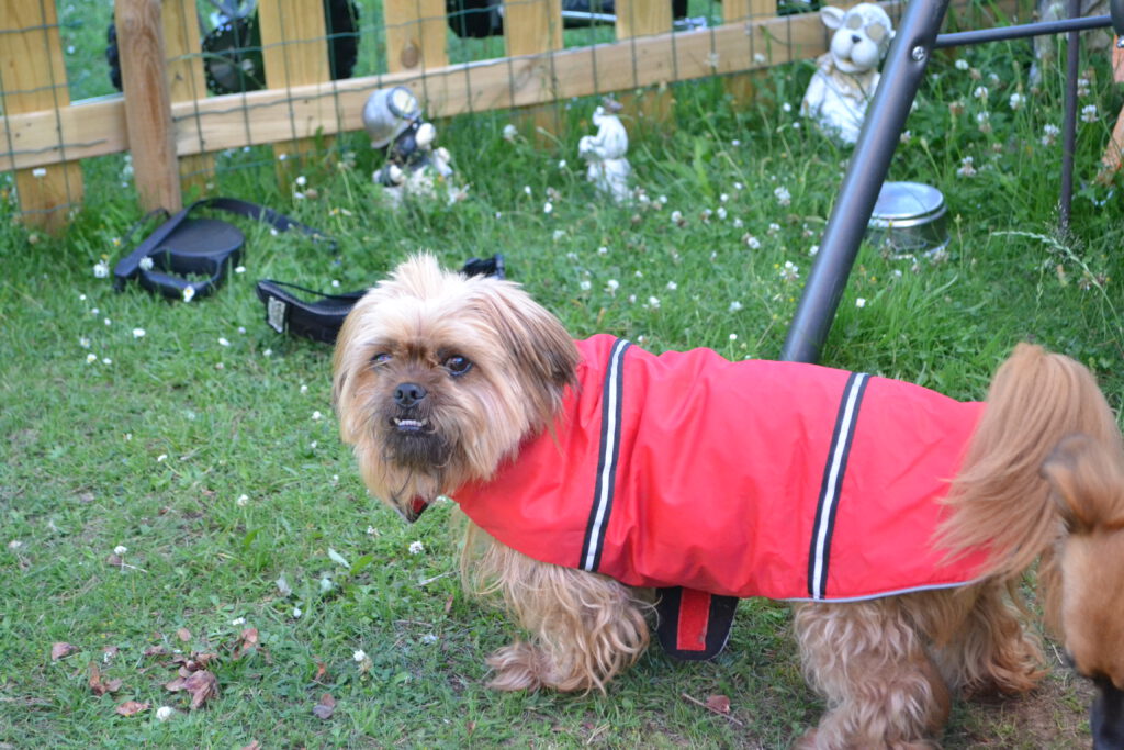 Tiere Schlangen hunde und Katzen