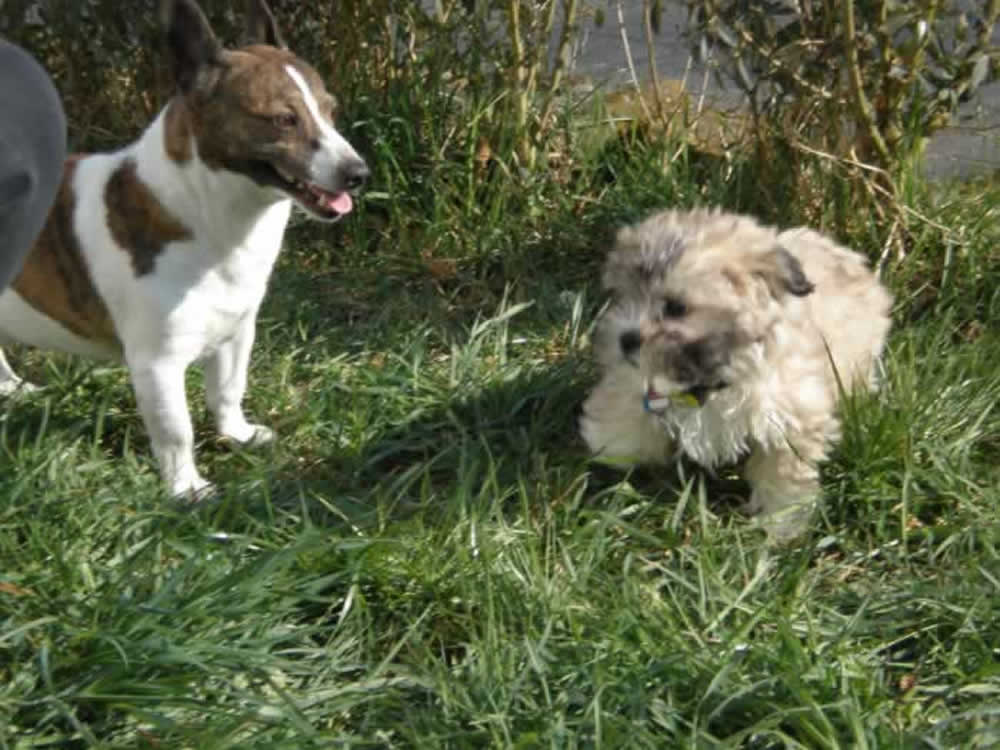 Tiere Schlangen hunde und Katzen